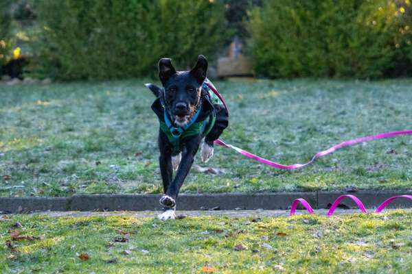 Hundetreffen-Spielkameraden für Joko gesucht-Bild