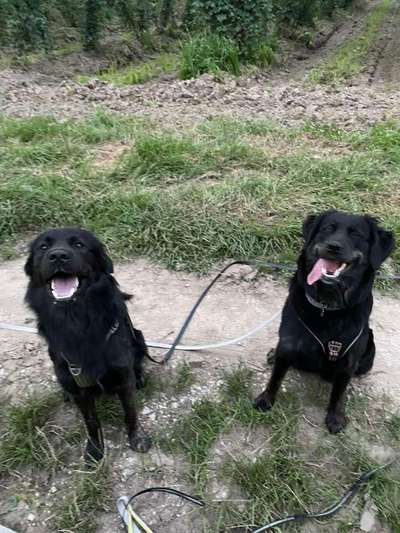 Bester Freund, Hundekumpel - zeigt her!-Beitrag-Bild