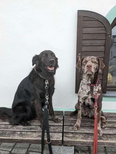 Mischlinge raten - Rätselspaß-Beitrag-Bild