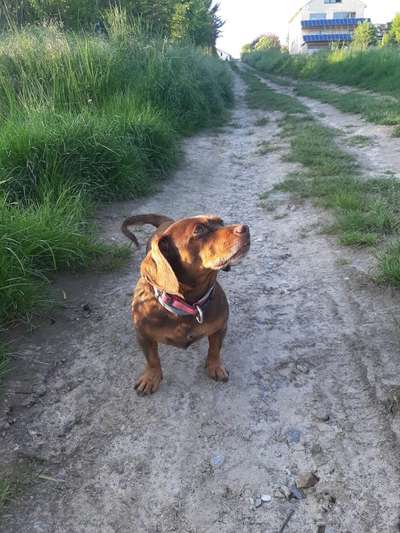 Die Dogorama Kalender Challenge 4/4-Beitrag-Bild