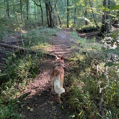 Hundetreffen-Trainingsspaziergang und Alltagstraining in Bad Zwischenahn und Umgebung-Bild