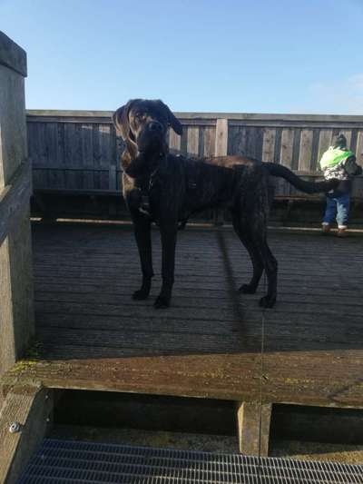 Hundetreffen-Spazieren und Spielen-Bild