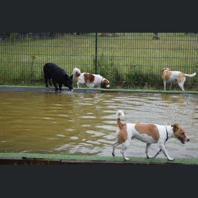 Hundetreffen-Spaziergang-Bild