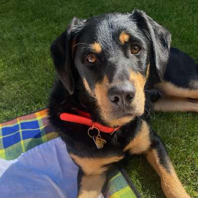 Hundetreffen-🐶 Spielpartner auf vier Pfoten gesucht: Gemeinsame Spaziergänge und mehr 🐾