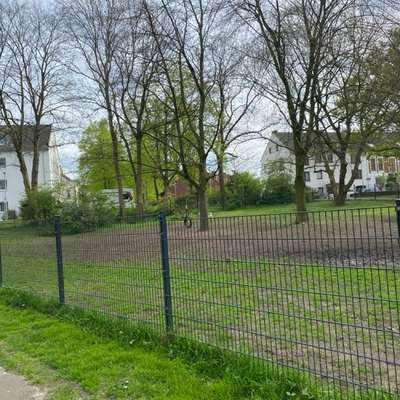 Hundetreffen-(Dienstags) Spielen und toben in Walle-Bild