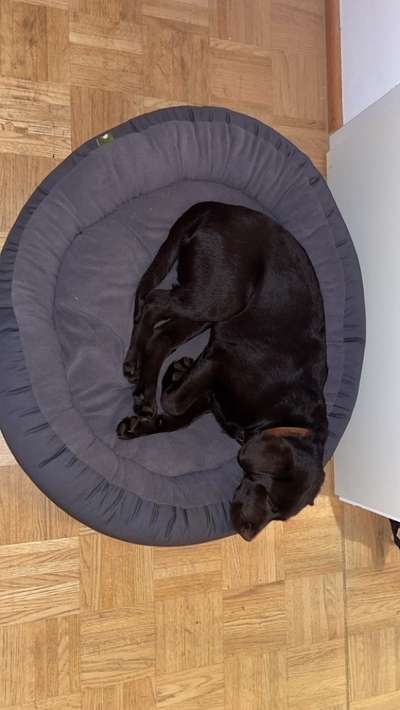 Hundebetten - Erfahrungen?-Beitrag-Bild