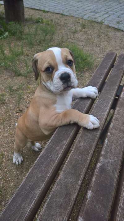 Welpen Bilder !-Beitrag-Bild