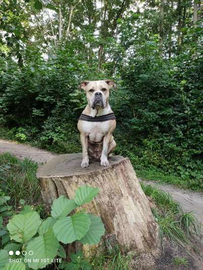 Olde English Bulldogge-Beitrag-Bild