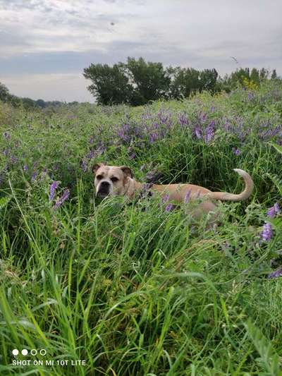 Fotochallange 63: "Dein blühendes Hündchen"-Beitrag-Bild