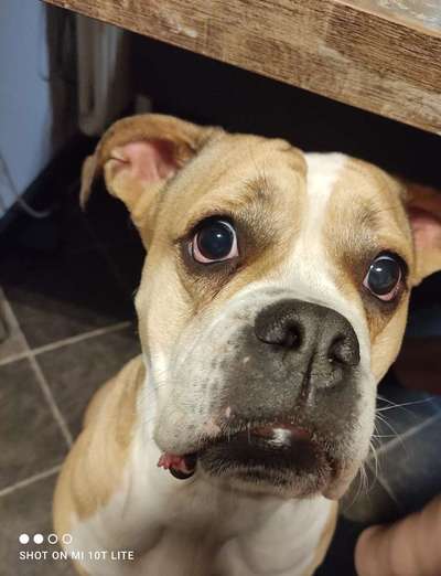 Die besten Hundeblicke 🐾❤️-Beitrag-Bild