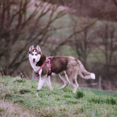 Hundetreffen-Hegelsberg Spaziergang-Profilbild