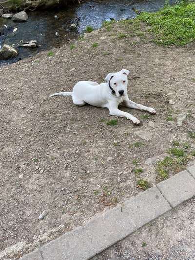 Dogo Argentino Freunde-Beitrag-Bild