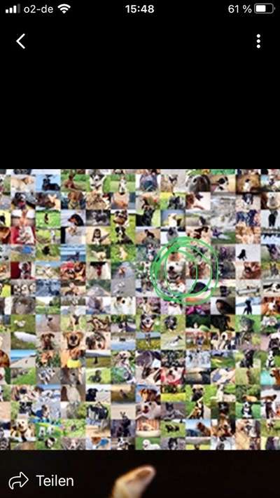 Zeig deinen Hund in der Kalender-Collage-Beitrag-Bild