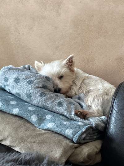 Westhighland white Terrier-Beitrag-Bild