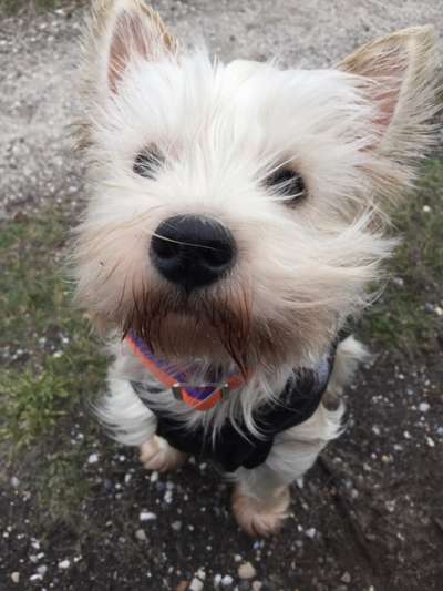 Die Dogorama Kalender Challenge Titelbild-Beitrag-Bild