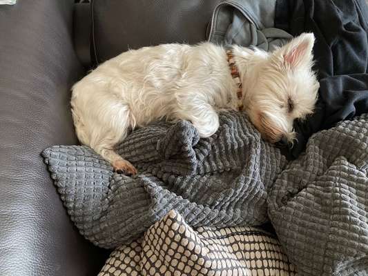 Westhighland white Terrier-Beitrag-Bild