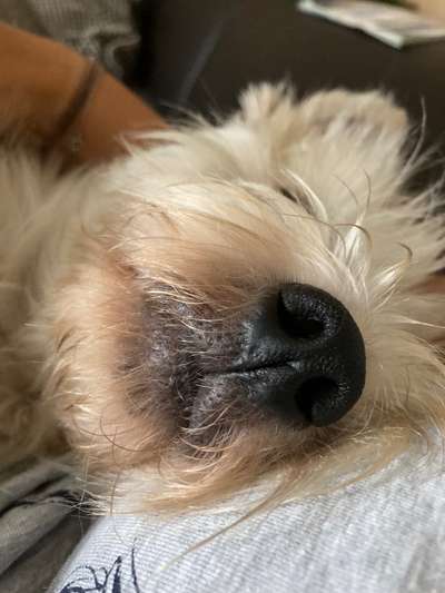 Zeigt mir die tollste Nahaufnahme von eurer Fellnase-Beitrag-Bild