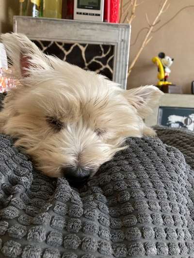 Westhighland white Terrier-Beitrag-Bild