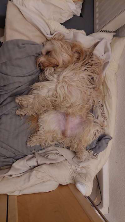 Tibet Terrier-Beitrag-Bild