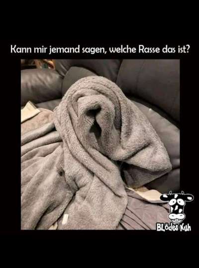 Hunde Memes-Beitrag-Bild