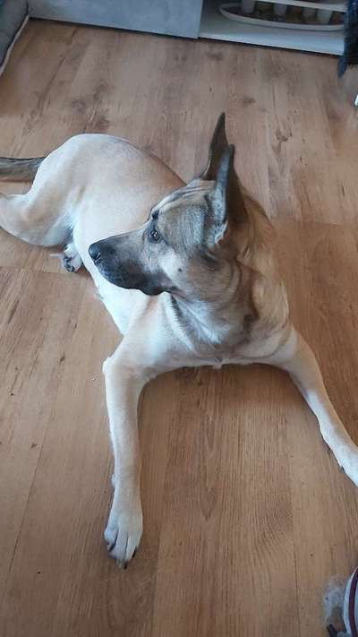 149. Foto Challenge: Wer ist hier der Boss!-Beitrag-Bild