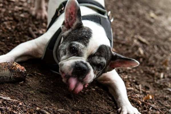 Fotochallenge Nr. 59 - Mein Hund zeigt die Zunge-Beitrag-Bild