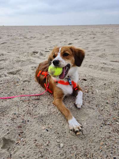 Welche Hunderasse-Beitrag-Bild