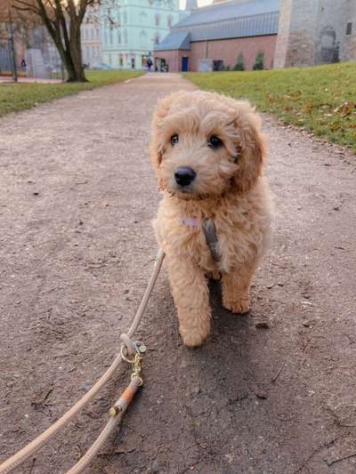 Hundetreffen-Welpentreff-Bild