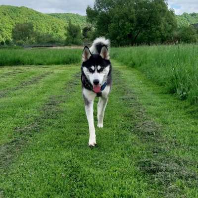 Hundetreffen-Alltägliche Hundebegegnungen üben-Bild