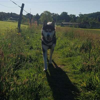 Hundetreffen-Spieletreffen-Bild