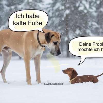 Hunde Memes-Beitrag-Bild