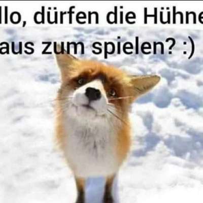 Hunde Memes-Beitrag-Bild
