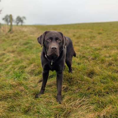 Hundetreffen-Gassi-Date gesucht-Bild