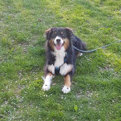 Hundetreffen-Social Walk / kontrollierte gemeinsame Spaziergänge-Bild