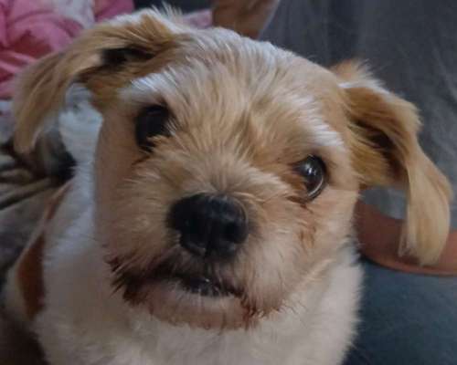 Hundetreffen-Hundekumpels-Bild