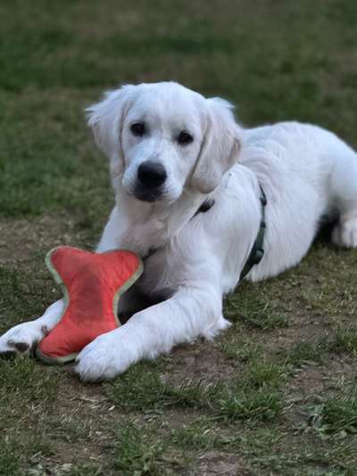 Wo sind die Golden Retriever Liebhaber?-Beitrag-Bild