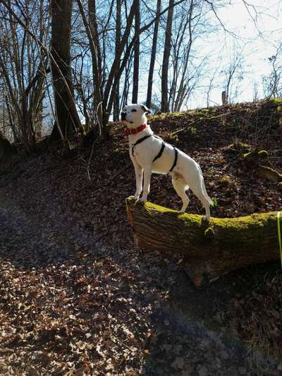 Auslandstierschutz-Beitrag-Bild