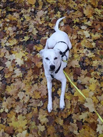 Herbst🍁-Beitrag-Bild