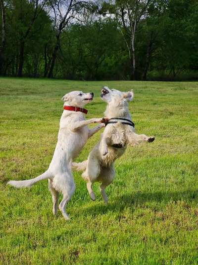 Die Dogorama Wochen Challenge "Friends will be Friends"-Beitrag-Bild