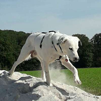 Tierschutzhund ist meine Lieblingsrasse-Beitrag-Bild