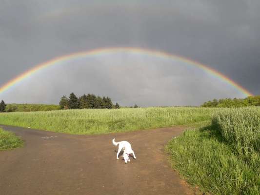 Dogorama-Monats-Challenge-Mai "Wasser"-Beitrag-Bild