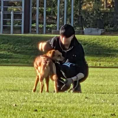 Hundetreffen-Gassigehen