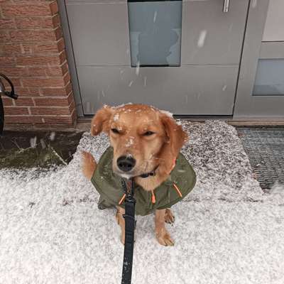 Hundetreffen-Gassigehen-Bild