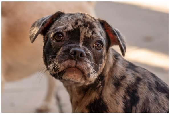 Welpen Bilder !-Beitrag-Bild