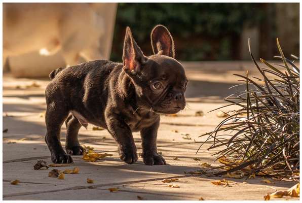 Welpen Bilder !-Beitrag-Bild