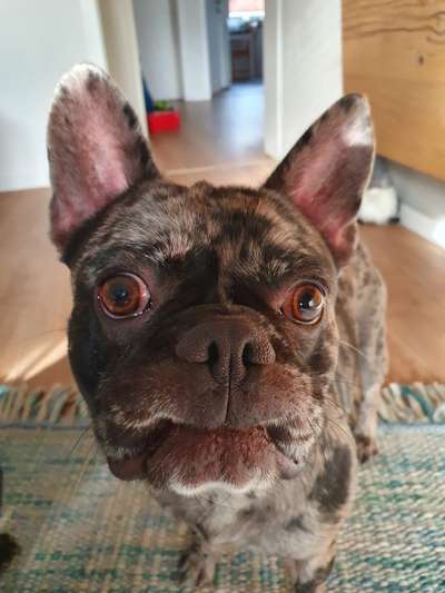 Zeige das lustigste Bild eures Hundis-Beitrag-Bild