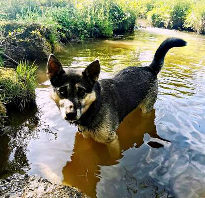 Dogorama-Monats-Challenge-Mai "Wasser"-Beitrag-Bild