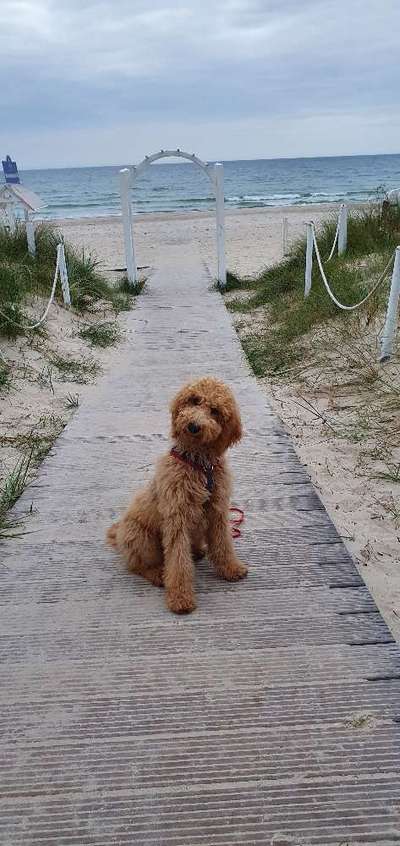 Dogorama Photo Challenge - Tierischer Urlaub-Beitrag-Bild