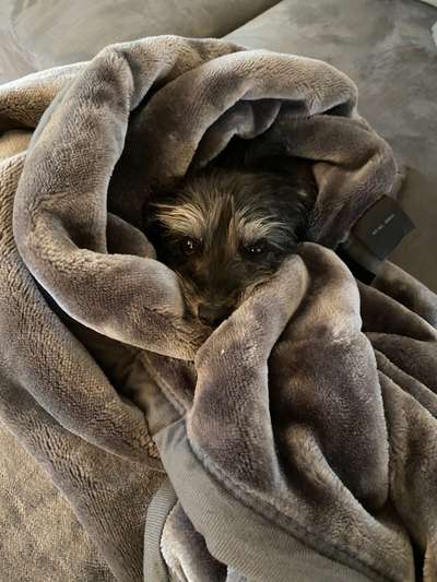 Listenhund/Kampfhund-Beitrag-Bild