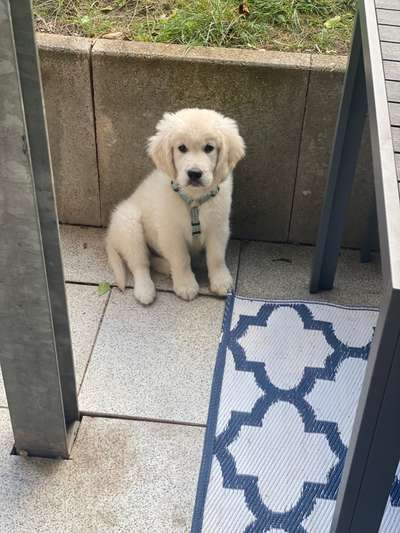 Wo sind die Golden Retriever Liebhaber?-Beitrag-Bild